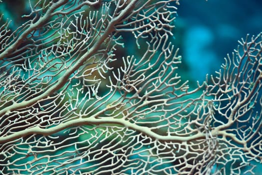 Texture of a beautiful soft coral underwater