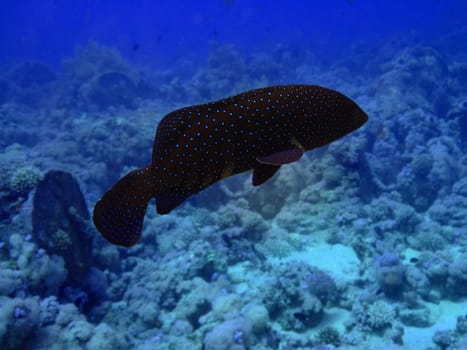 Grouper close-up.Red sea