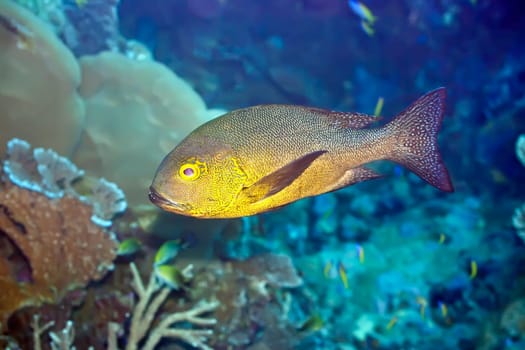 Tropical fish Snapper (Macolor macularis). Maldives. Indian ocean. Addu atoll.