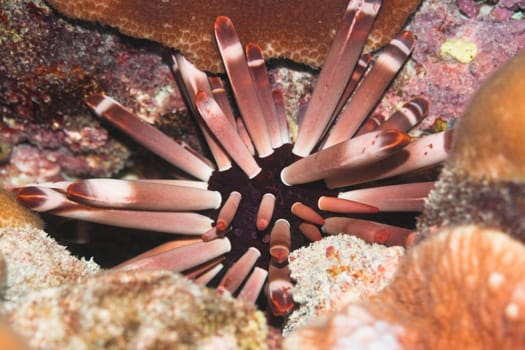 Sea urchin underwater close-up. Red Sea