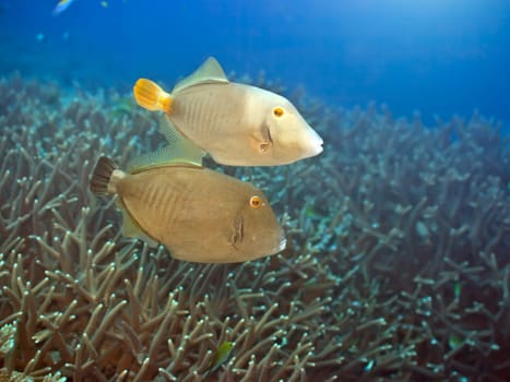 Couple of Halfmoon triggerfishes swimming underwater. Andaman sea.
