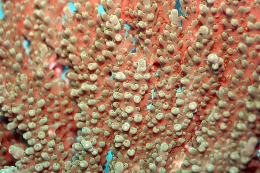 Texture of the sea coral background