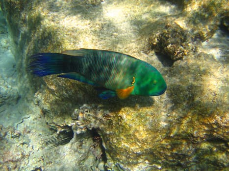Tropical fish. Red sea