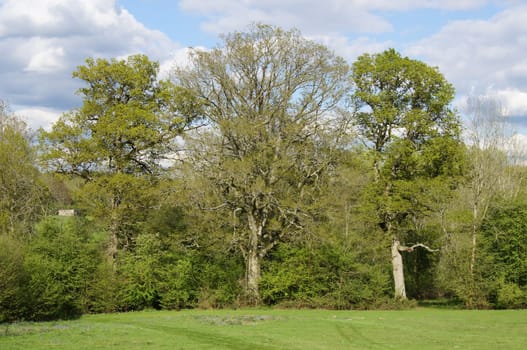 English Oak Trees in Spring