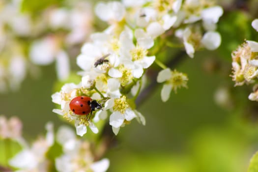 Ladybug