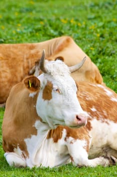 Happy cow from organic farming on a green meadow.