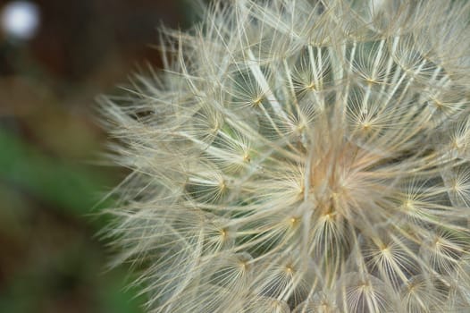 Dandelion plant macro abstract nature background. Selective focus.