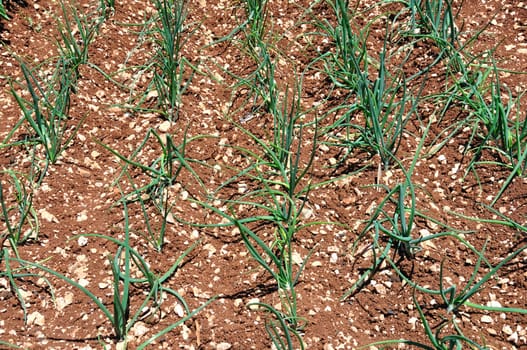 Rows of green onions sprouts planted in a field.