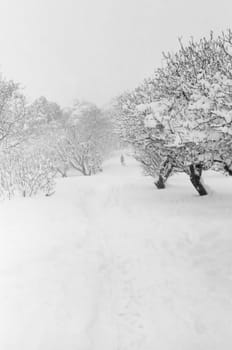 Distant figure of man walking with dog in snow covered forest. Black and white.