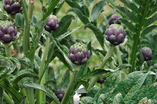 Artichoke plants closeup. Vegetables plantation in the countryside.