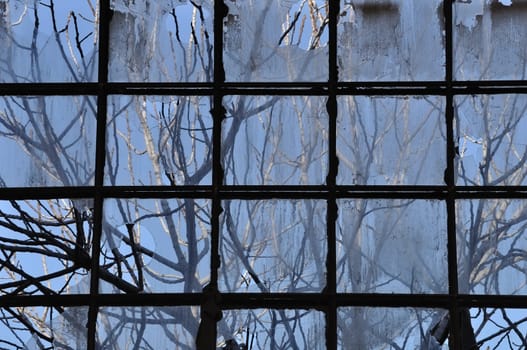 Tree branches and factory window. Broken glass abstract background.