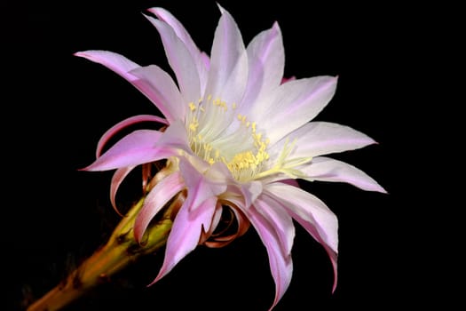 Cactus Blossom