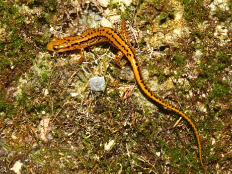Long-tailed Salamander (Eurycea longicauda) near Cane Creek in Alabama.