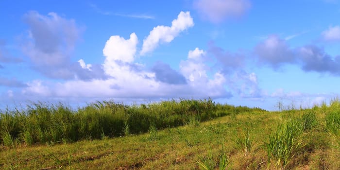 Landscape of the agricultural areas of Saint Kitts.