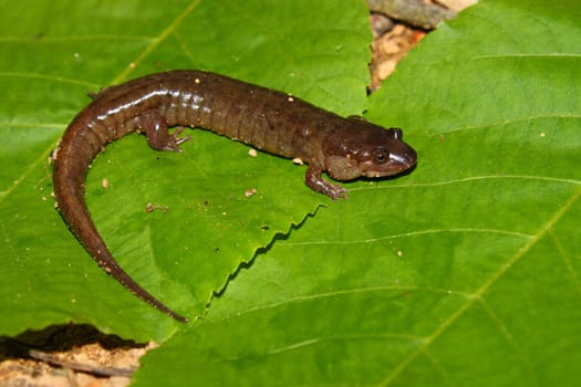 Dusky Salamander (Desmognathus conanti) at Monte Sano State Park in Alabama.