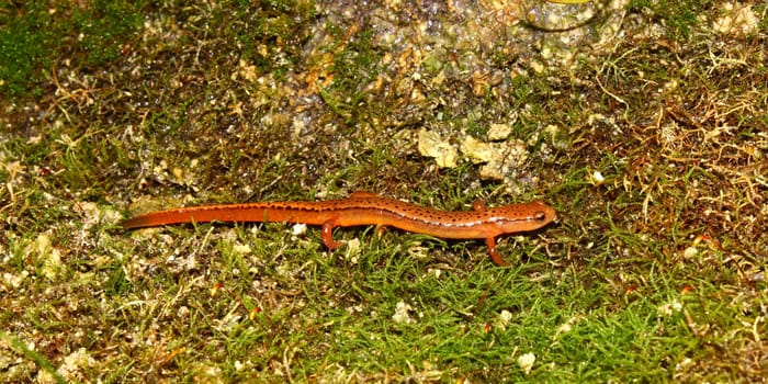 A Southern Two-lined Salamander (Eurycea cirrigera) in northern Alabama.