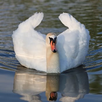 white swan standing on a lake