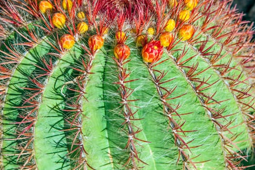 Cactuses in Lanzarote, Spain Echinocactus grusonii (Golden Barrel Cactus, Mother-in-Law&#039 s Cushion )