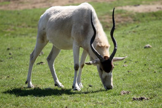 details of a grazing addax in captivity