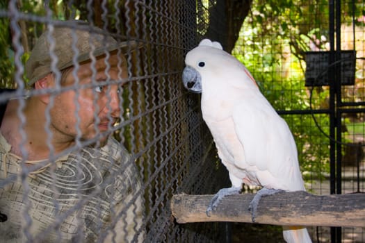 who is in the cage?