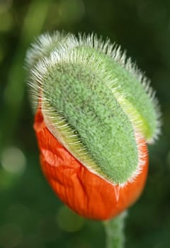 Garden Poppy Capsule