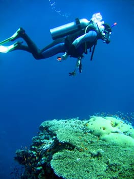 diver in deep and sea coral