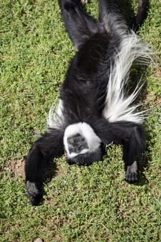 details of a sleeping monkey: a Mantled guereza
