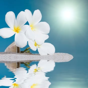 Three plumeria flowers on sandy beach