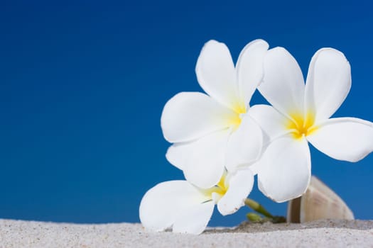 Three plumeria flowers on sandy beach
