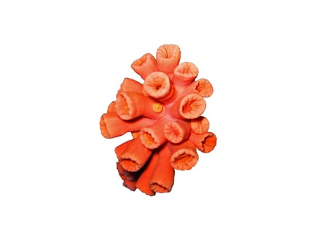 The red soft coral isolatad. Similan Islands