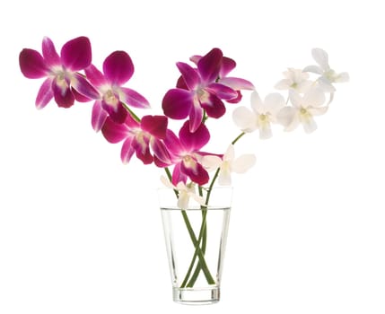 Bouquet of orchids in vase isoladet on white background