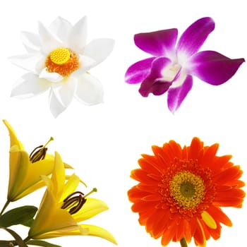 Four tropical flowers isolated on white background