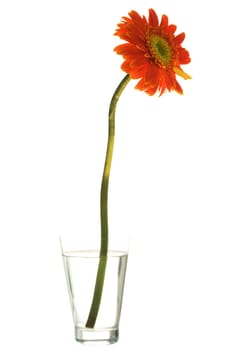 Orange gerber flower in vase isolated on white