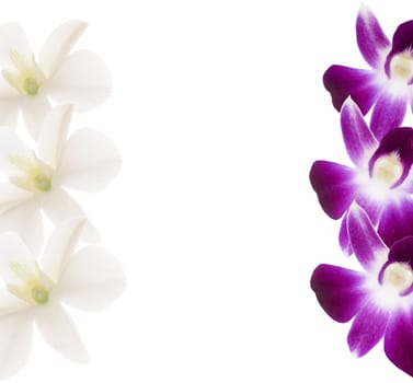 Purple and white orchids frame. Branch on white background.