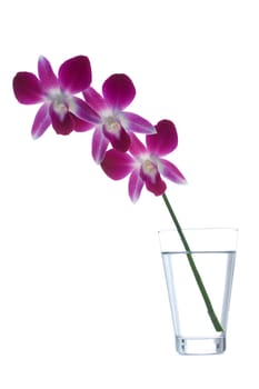 Orchid in vase on white background