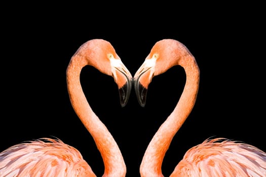 Two pink flamingos like heart isolated on black