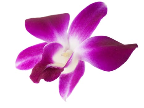 Orchid flower isolated on white background