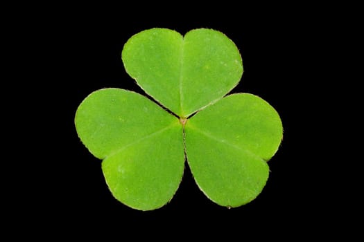 shamrock on black background