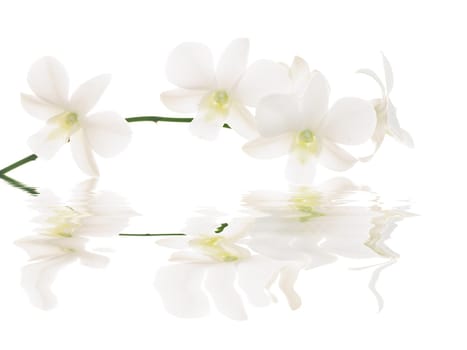 Reflection of Branch of white orchids.