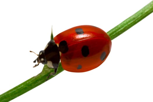 Ladybird close-up on white background
