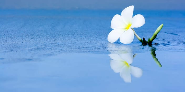 Reflection of tropical flower Plumeria with copy-space.