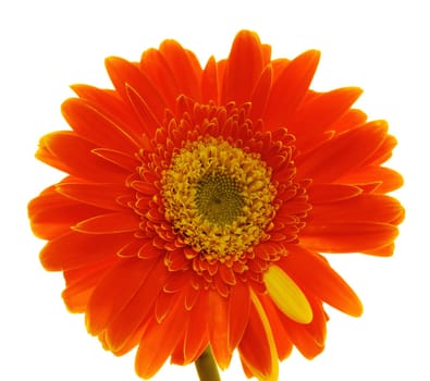 Gerber flower close-up isolated on white background