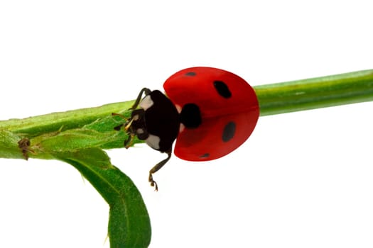 Ladybird close-up on white background