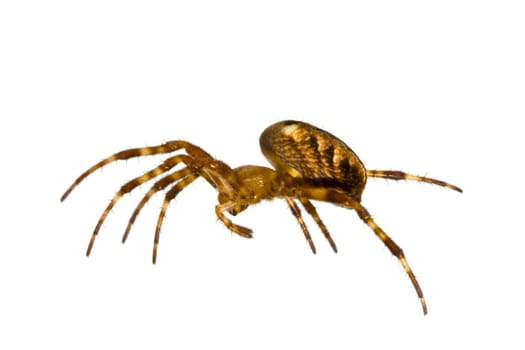 Spider close-up on white background