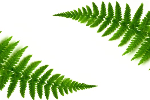 fern frame