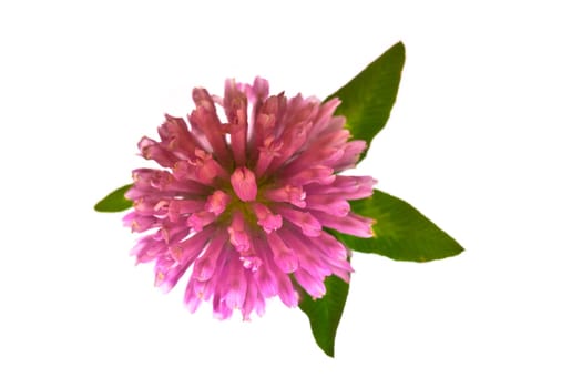 Clover flower on white background