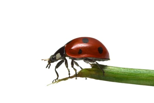 Ladybird close-up on white background