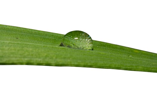 Morning dew on grass