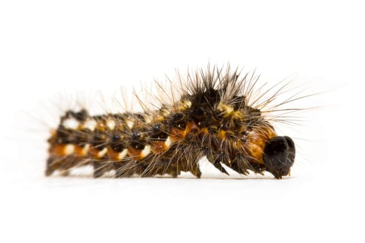 Caterpillar close-up on white background