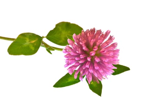 Clover flower on white background